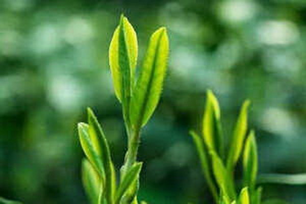 冰島地界茶價(jià)格揭秘質(zhì)優(yōu)價(jià)平的驚喜