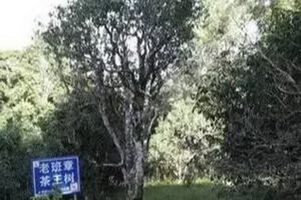 霸王茶姬加盟費(fèi)明細(xì)揭秘實(shí)力加盟無(wú)隱形費(fèi)用