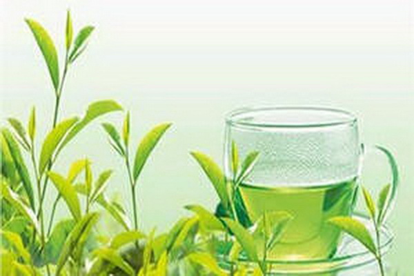 茶博會半年搶先預(yù)測熱鬧盛況令人期待