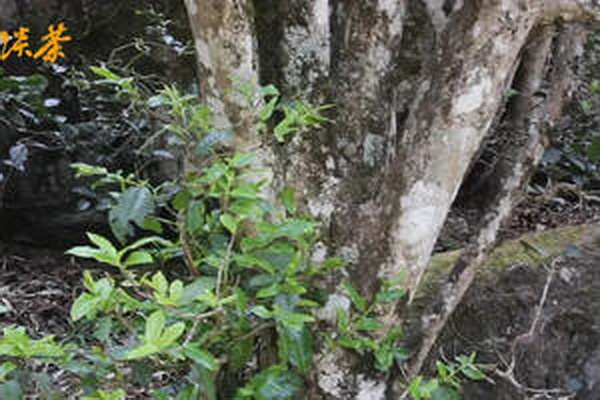 安吉珍稀白茶鐵盒價格揭秘一盒多少錢