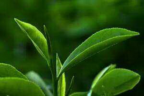 茶葉大解密揭秘六大種類的獨(dú)特風(fēng)味 茶葉大解密揭秘六大種類的獨(dú)特風(fēng)味