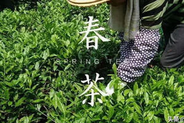 白茶陳年何以喝