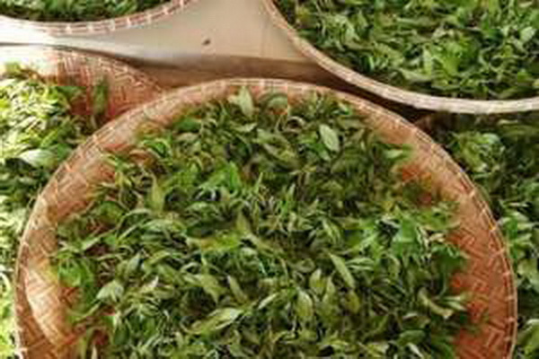 茶的分類及特點簡介 茶的分類及特點簡介