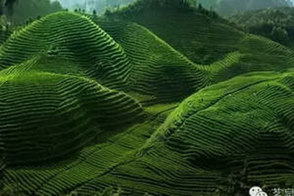 茶葉保質(zhì)期考慮新鮮與品質(zhì)的關(guān)聯(lián) 茶葉保質(zhì)期考慮新鮮與品質(zhì)的關(guān)聯(lián)