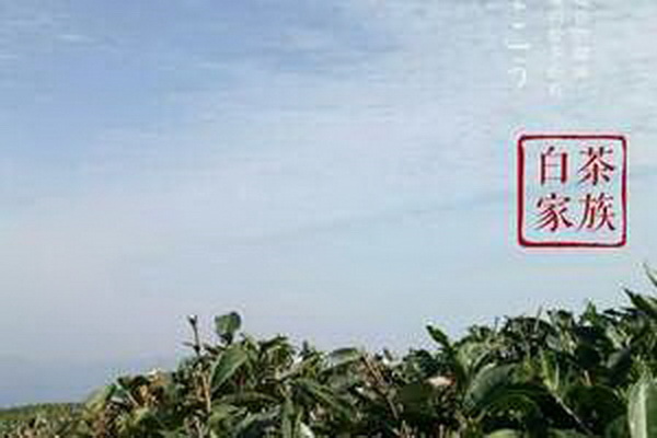 品味健康古樹(shù)紅茶的益處揭密