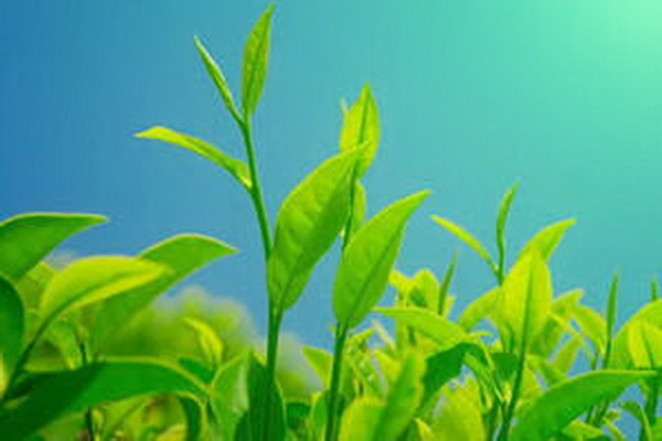 壽眉白茶餅價格揭秘值不值得入手