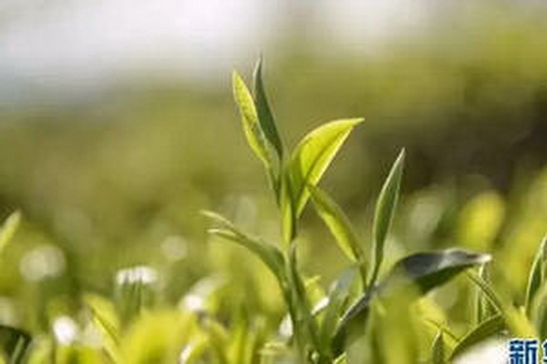 小山種茶天然健康助您煥發(fā)活力