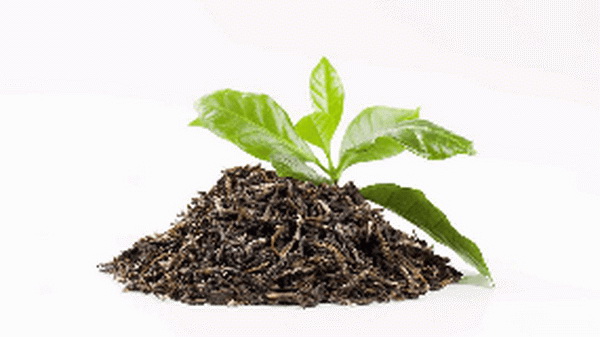 小山茶優(yōu)雅花卉的魅力與養(yǎng)護技巧