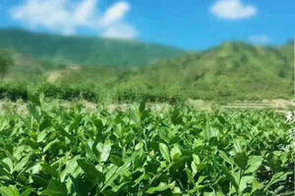探尋白茶十大排名解析茶葉精髓 探尋白茶十大排名解析茶葉精髓